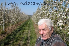 Lunghi filari di mele campanine in fiore nell'Az.Agr.Paolo Franzoni
