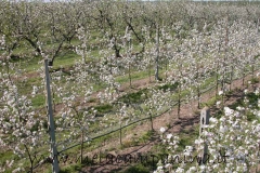 Alberi di mele campanine in fiore coltivati nell'Az.Agr.Paolo Franzoni