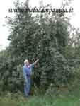 alberi_secolari_albero_camp
