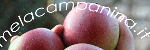 Negozio on-line